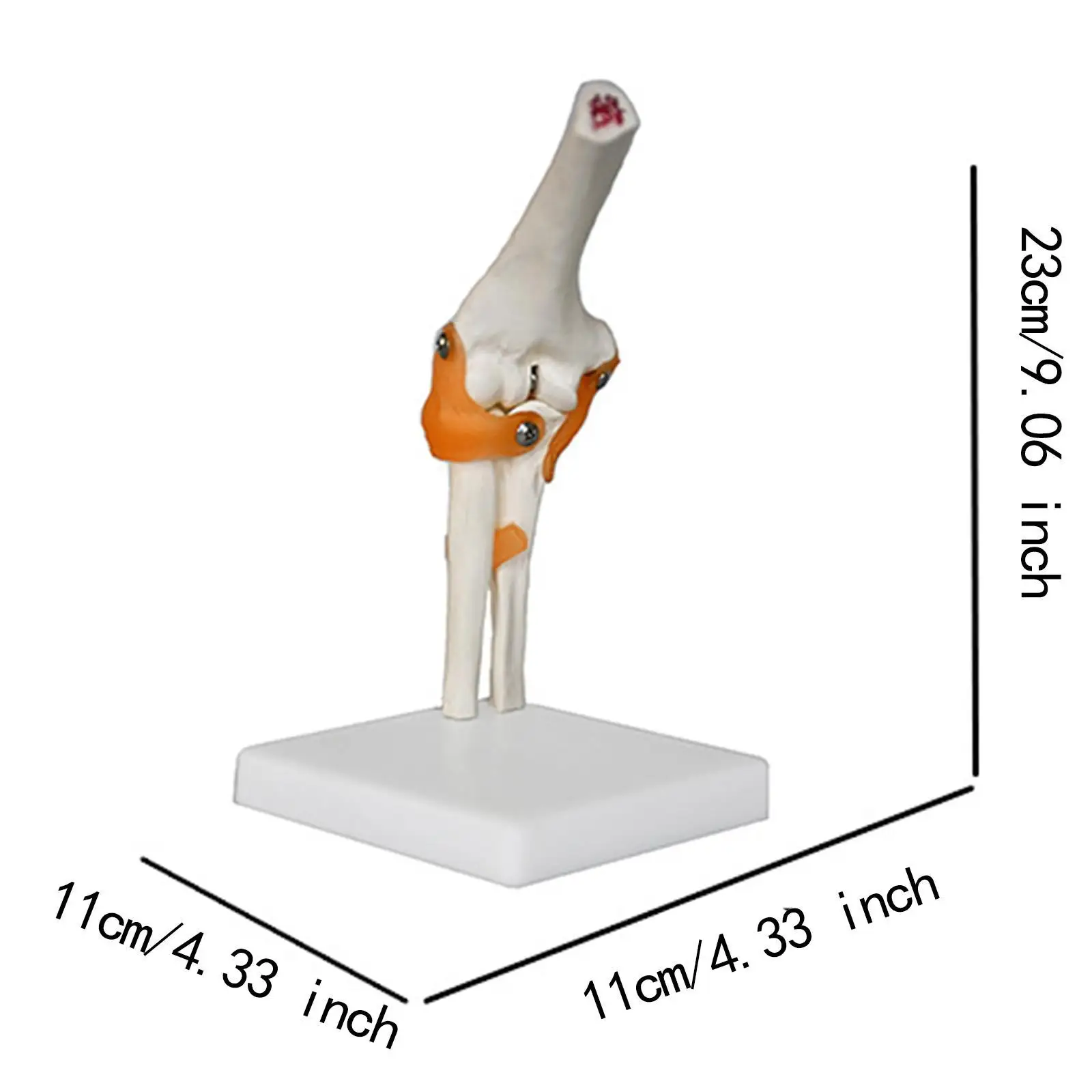 Модель локтевого сустава человека, медицинский легкий обучающий инструмент, образовательный прочный с связками, реалистичный для демонстрации исследований, науки