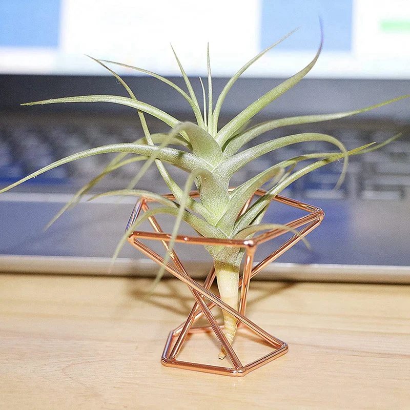 Pack 5 Air Plant Holder Air Plants Holders Tillandsias Display Air Purifying Plant Container Air Fern Stand