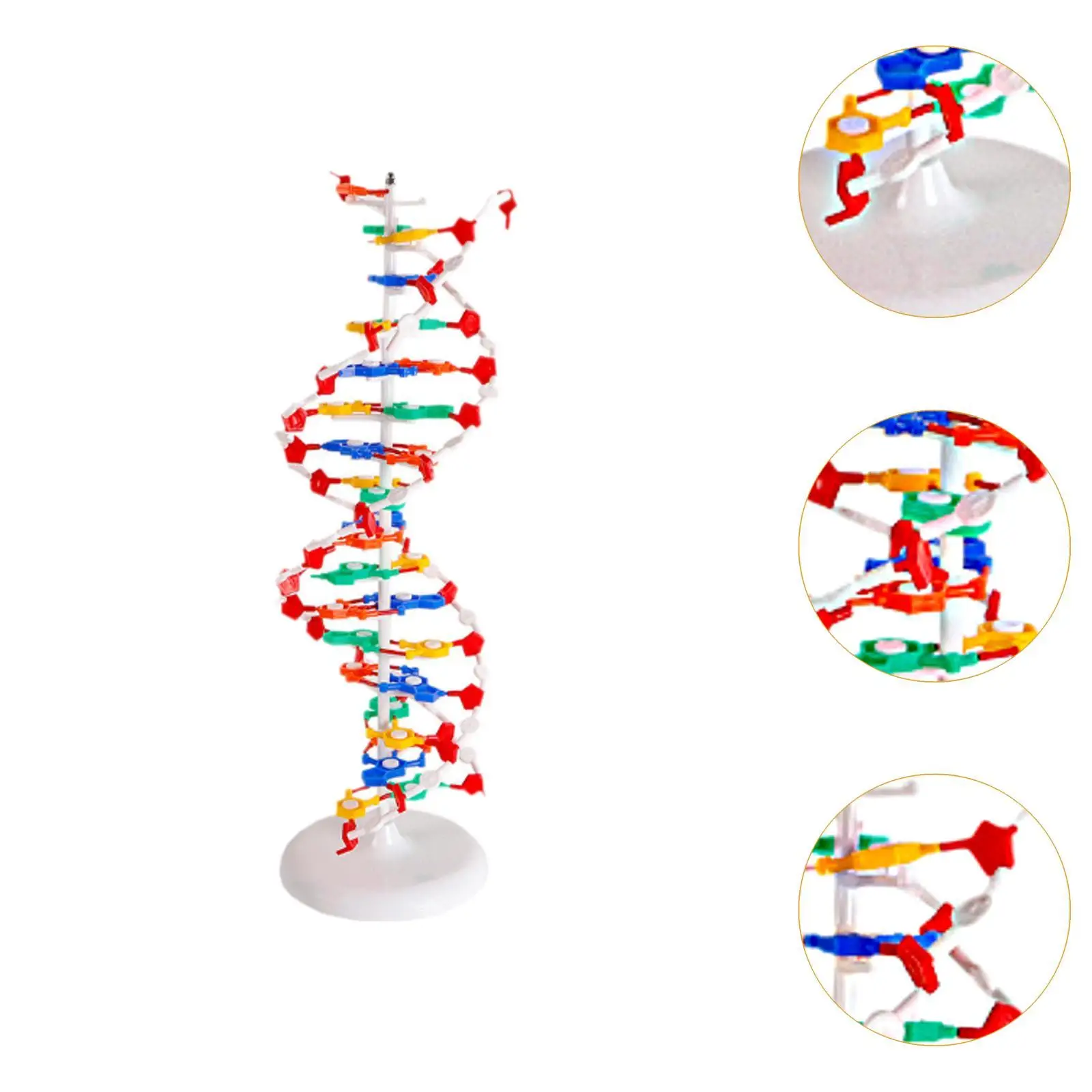 Dna Double HELIX Model Sturdy Professional Gifts Human Genes Learning Kit