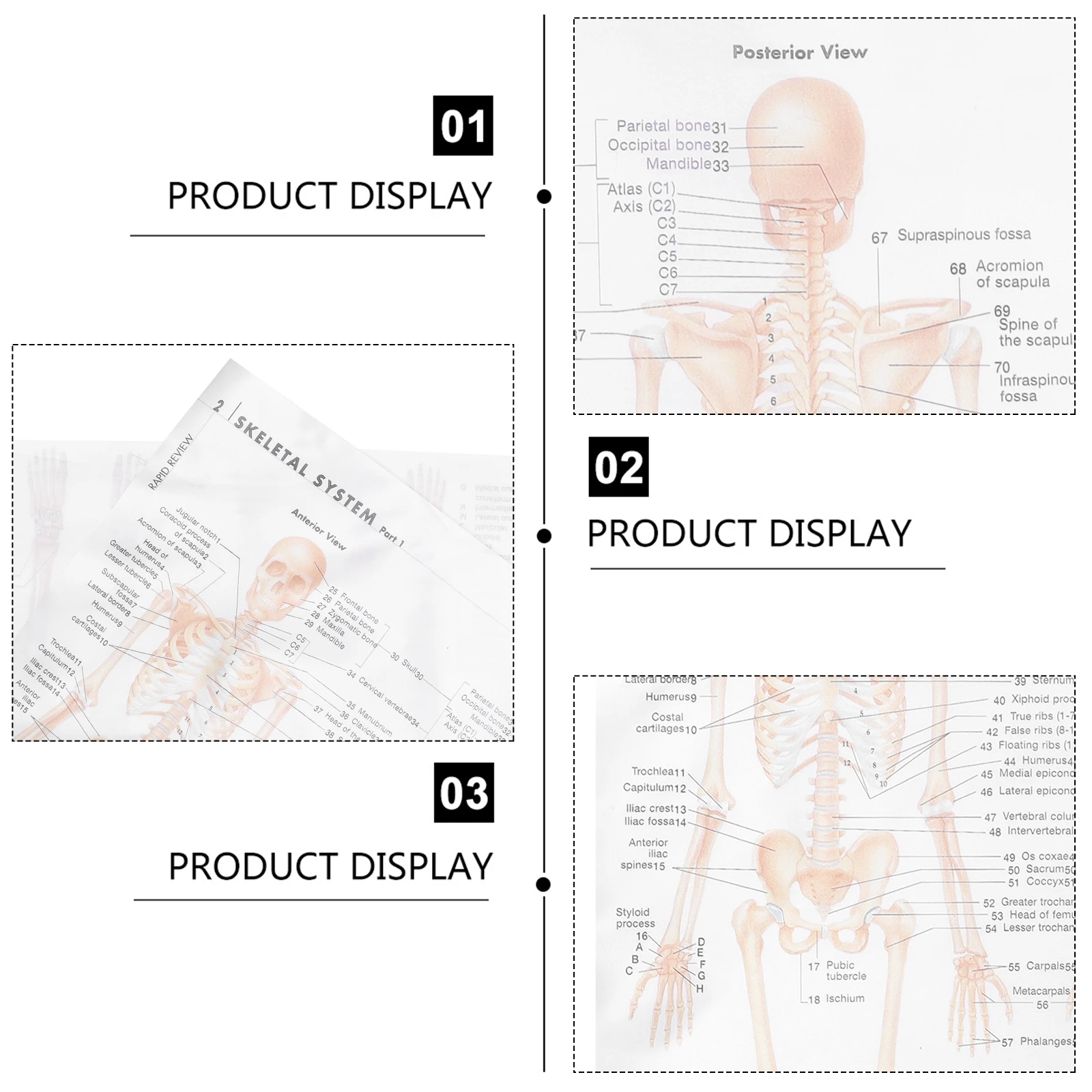 

Premium Skeletal System Anatomy Home Office Decorative Wall Art Human Anatomy Skeletal Structure Decoration Party Poster Kraft