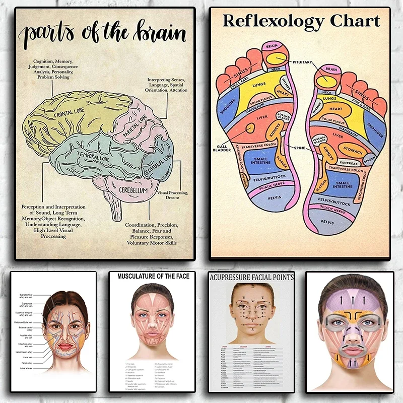 Skin Functional Anatomy Of The Face Poster Facial Mimetic Muscles Veins Educational Foot Doctor Canvas Print Wall Art Room Decor