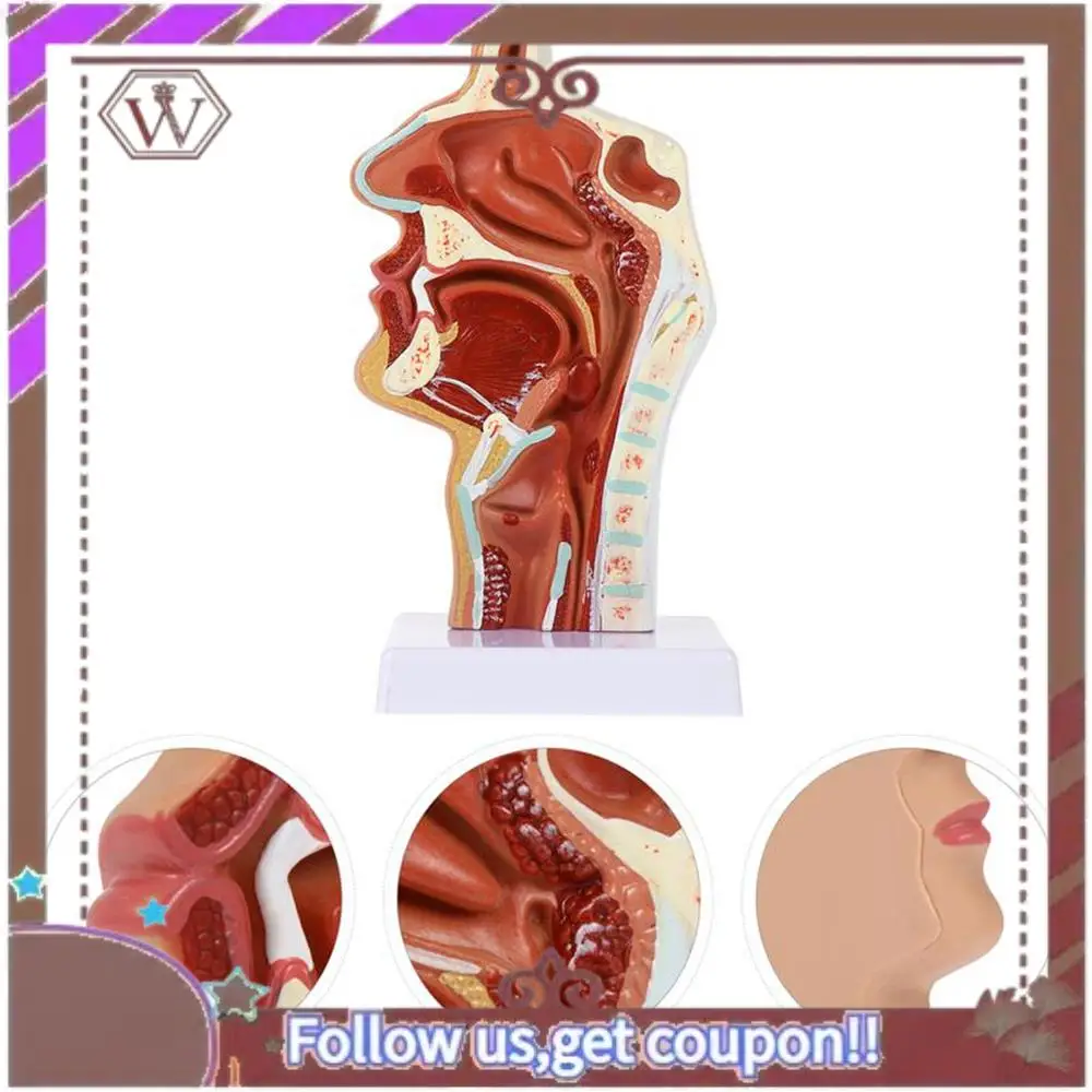 

Latest Nasal Cavity Model Oral Cavity Model Pharynx Larynx Anatomical Model Throat And Pharyngeal Cavity Otolaryngology Model