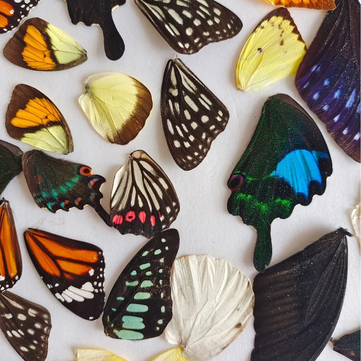 100Pcs 홈 장식 재료, 나비 표본 날개, 아름다운 나비 날개, 진짜 나비 날개 요정 정원
