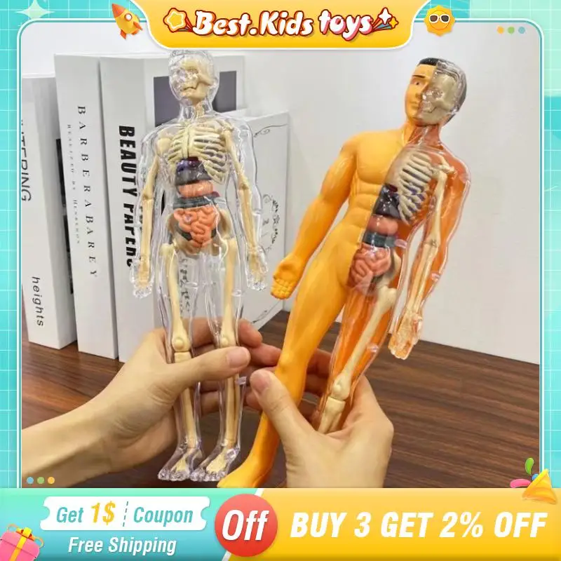 DIY Manken 3D İnsan İskeleti Vücut Torso Modeli Eğitim Montaj Öğrenme Çocuk Oyuncakları Anatomi Organ yapısı Öğretim Aracı