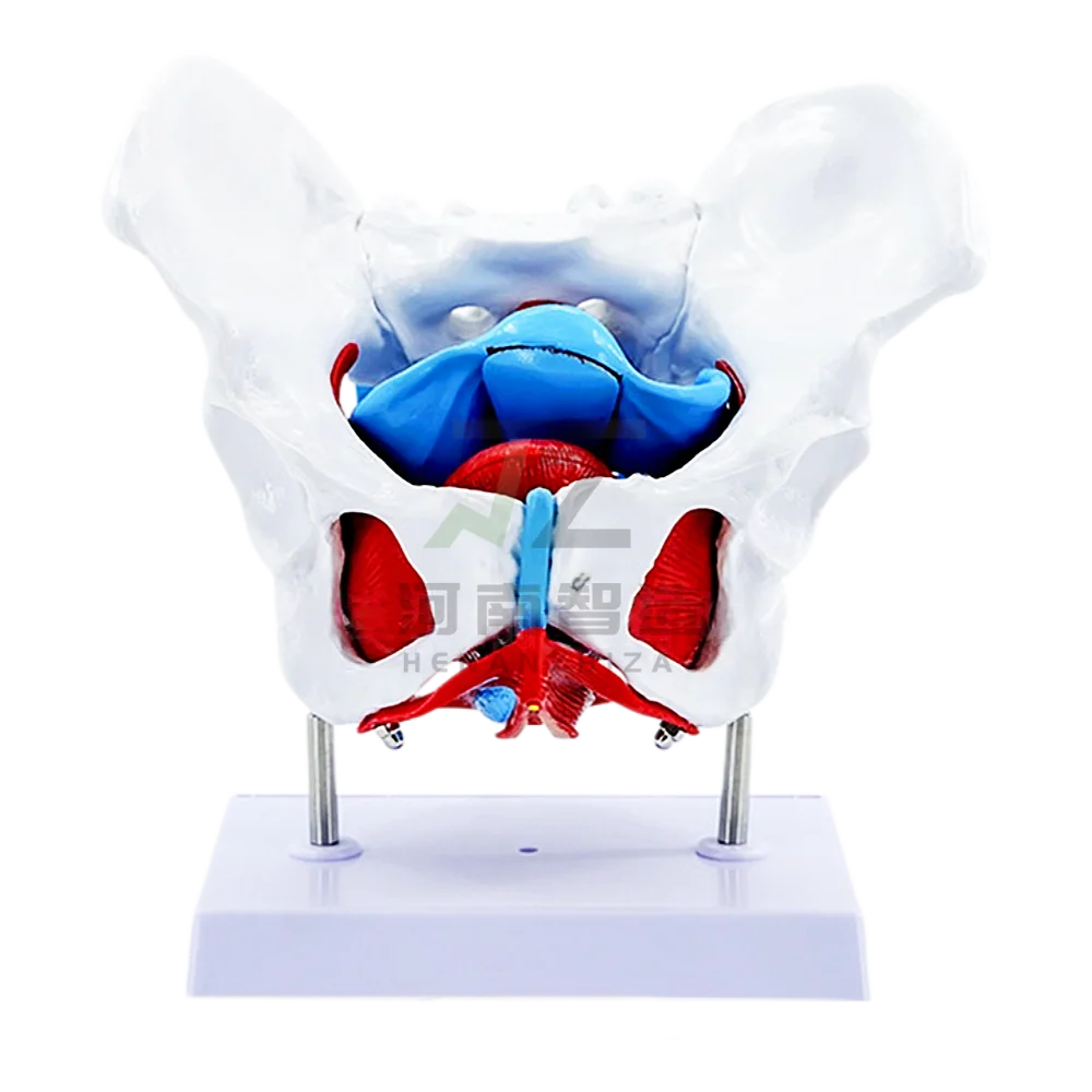 Female Pelvis and Pelvic Floor Muscles Anatomical Model of Human Pelvic Structure
