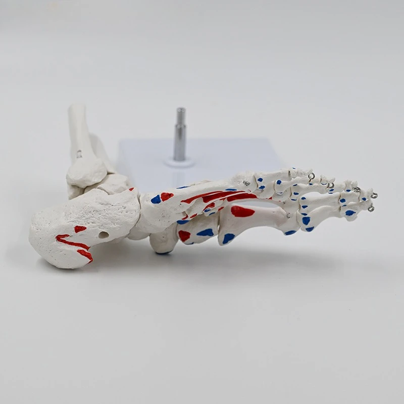 

Muscle start and end point foot bone model, foot joint ankle joint foot bone teaching aid