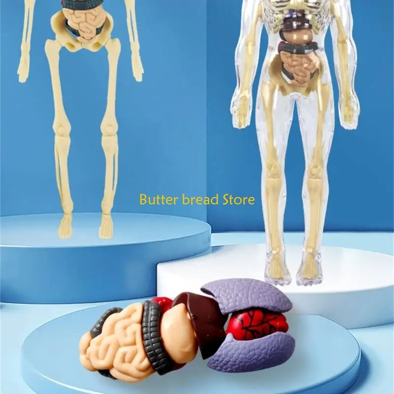 

W89C Educational Human Body Anatomy Model Clear Anatomical Human Skeleton Model