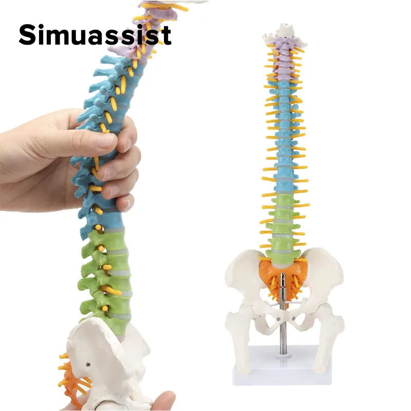 

45CM Color Human Spine with Pelvic Model Human Anatomical Anatomy Spine Skeleton Model School Medical Teaching Supplies