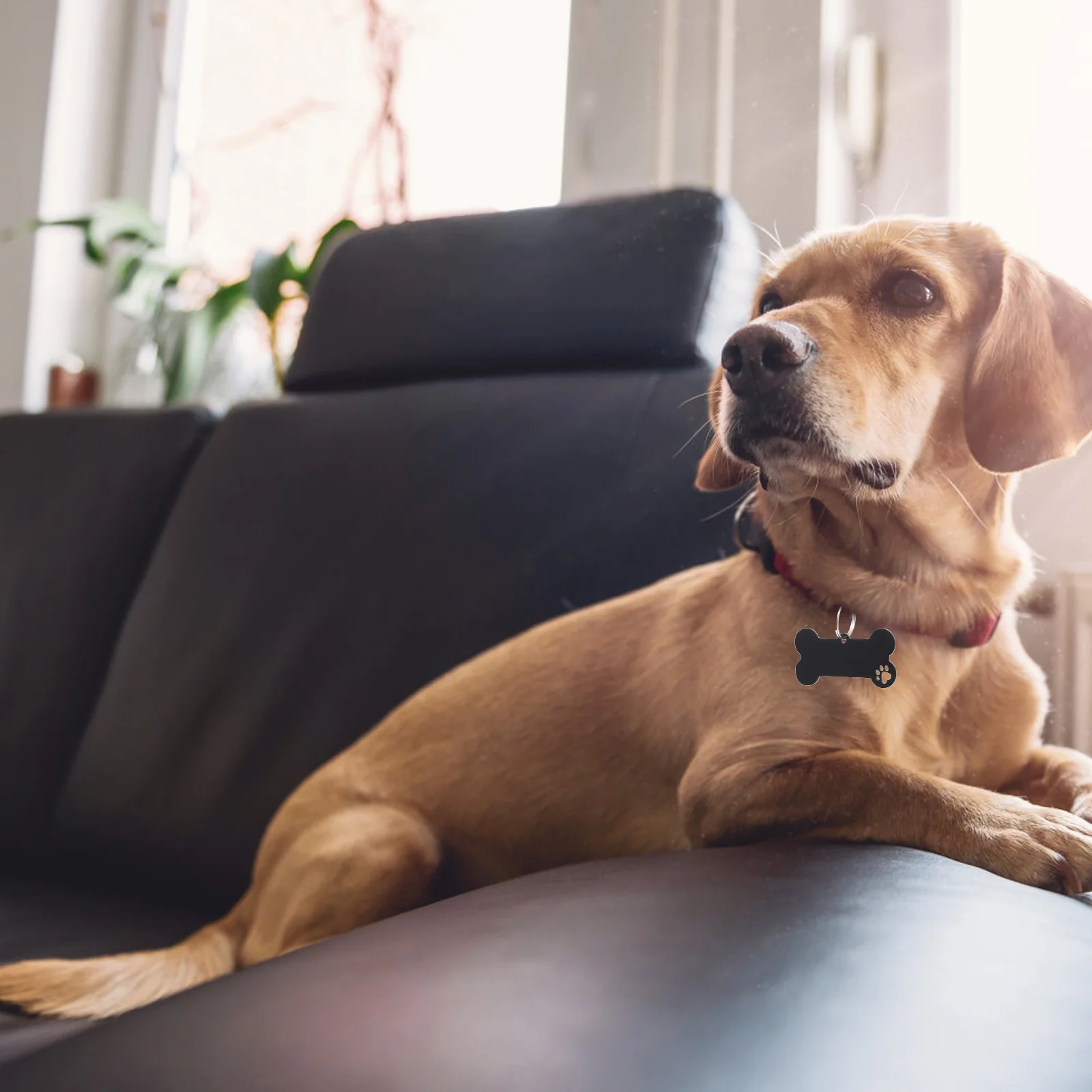 Etiqueta para perro mascota, placa de nombre de identidad, etiquetas de número de teléfono, gato encantador de acero inoxidable