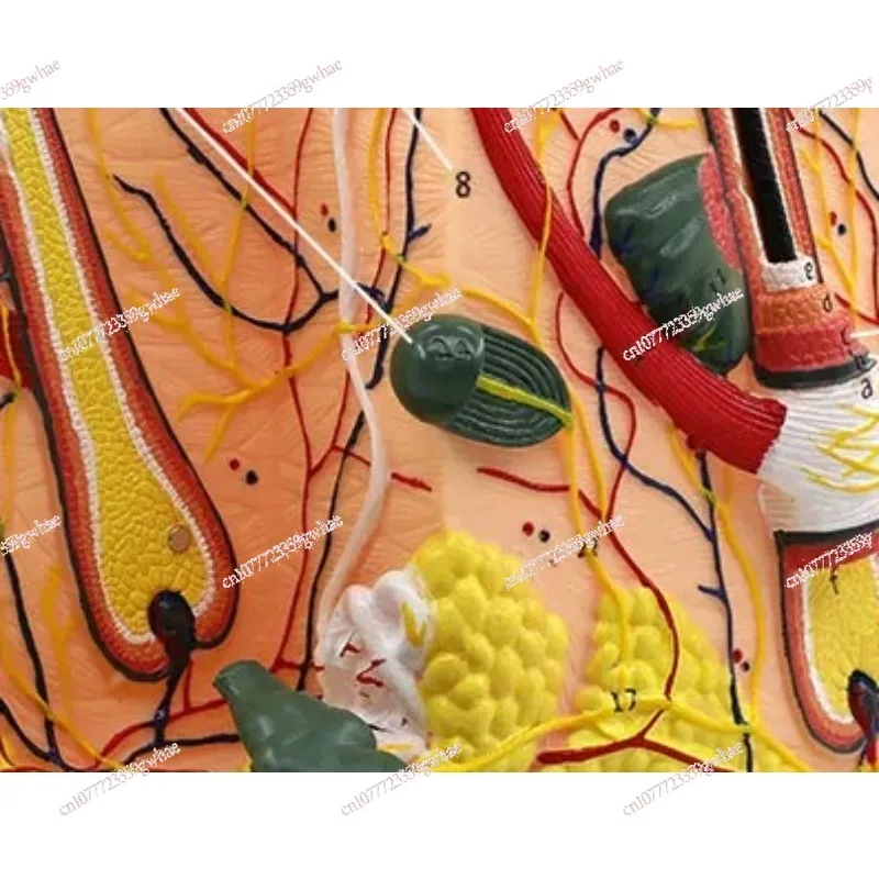 3D Human Skin Tissue Layer Model Enlarged Scalp Structure Model Plastic Surgery Anatomy Teaching Tool