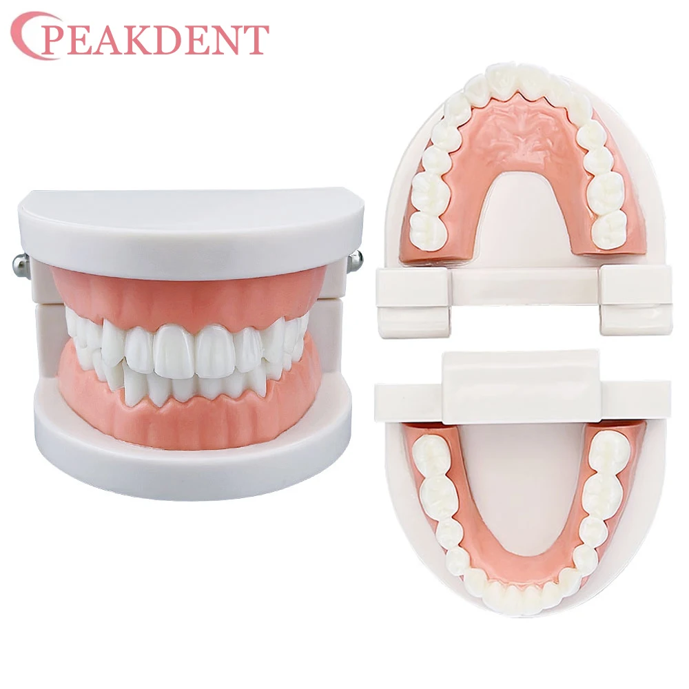 Standard Dental Adult Teeth Model Dentist Children Teeth Brushing Training Model Teaching Study Typodont Demonstration White 1PC