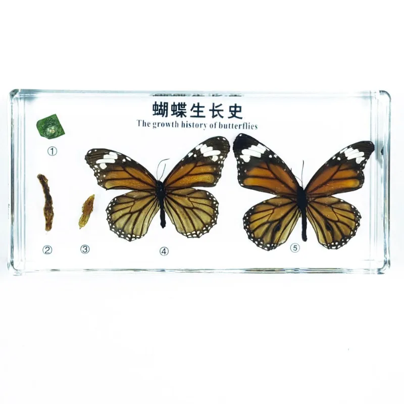 Life Growth History of Butterfly Bee Silkworm Fly Frog Real Insect Development Process Specimen Biological Entomology Teaching