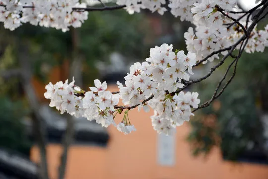 

For VRX 1/8 Scale PVC Car Shell for Cobra RH818,R0249 fit COBR RH818 1/8 rc car,Car body parts