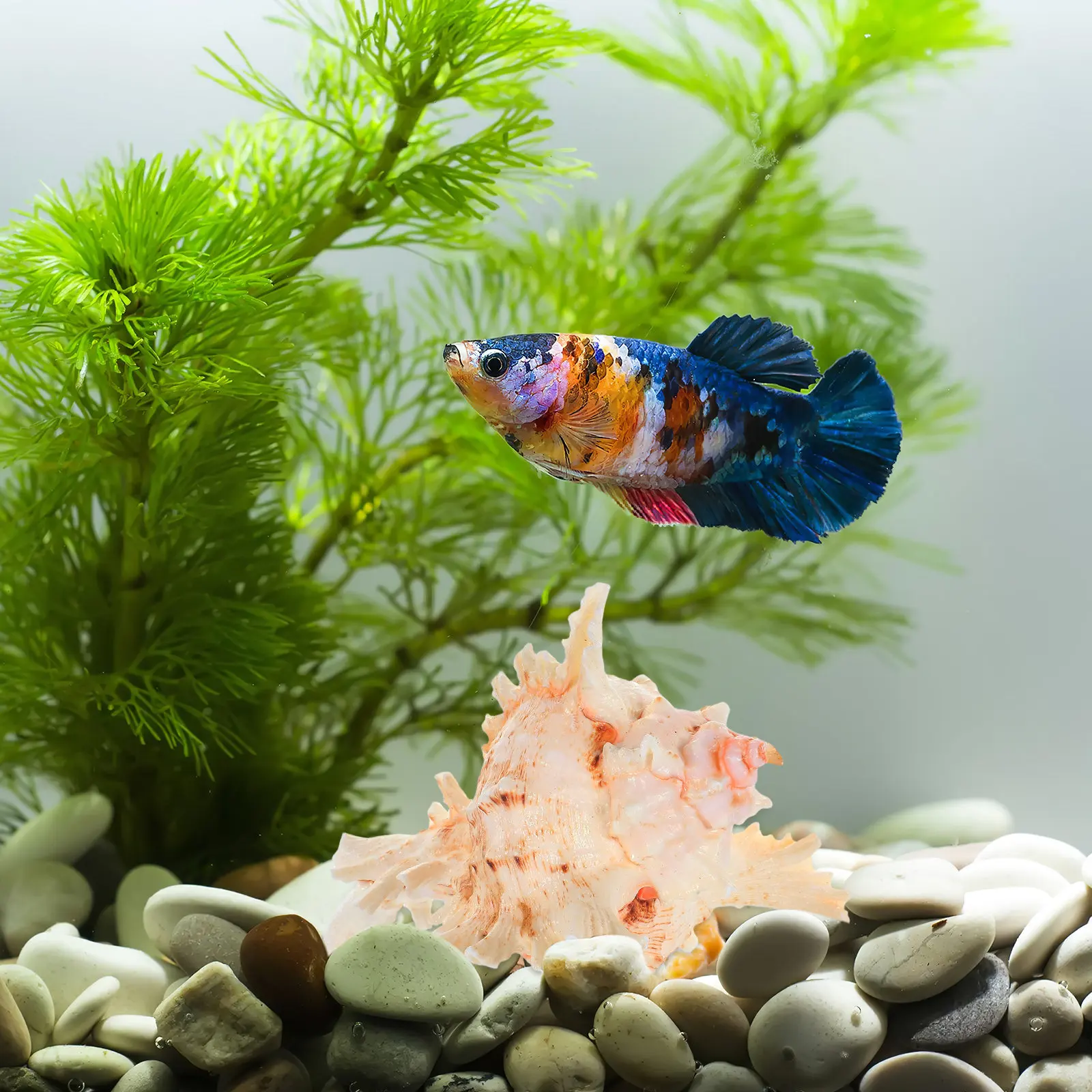 

Натуральные морские ракушки для декора 12-14 см: украшения для аквариумов, ландшафтного дизайна, аксессуары для домашних животных