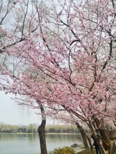 Mn 90/98/99S Beadlo…