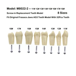 5 sztuk Frasaco szczęki AG3 oryginalny typ Fit wymiana modelu zębów dentystycznych wkręcane standardowe Typodont praktyka wypełnienie 11 # -18 #