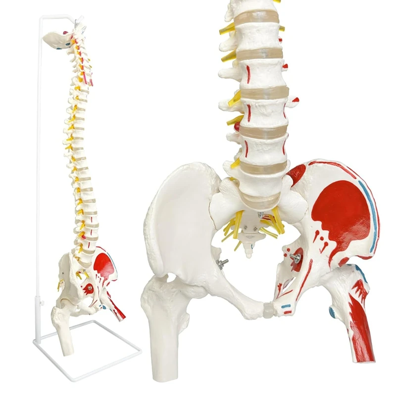 AA46 Spine Model For Anatomy, Arteries, Lumbar Column,Pelvic Girdle Femur With Stand For Science Study Or Patient Education