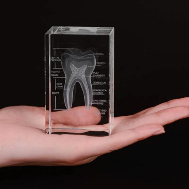 Dental Crystal Tooth Structure Model Laser Etched Transparent Teeth Anatomical Demonstration Model Desktop Decoration Graduation