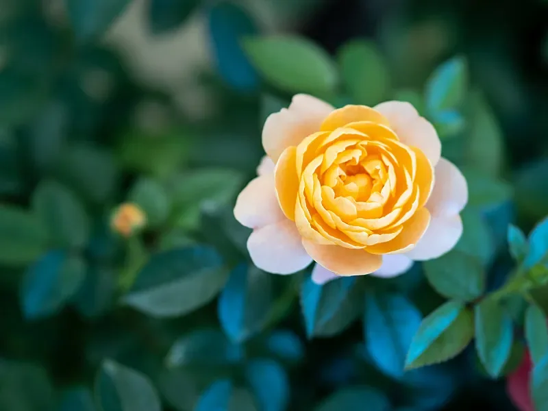 

Radiomaster NEXUS-XR Flight Controller - ICM42688P 6-Axis Gyro Dual ELRS RX 3.6-70V for RC Helicopter