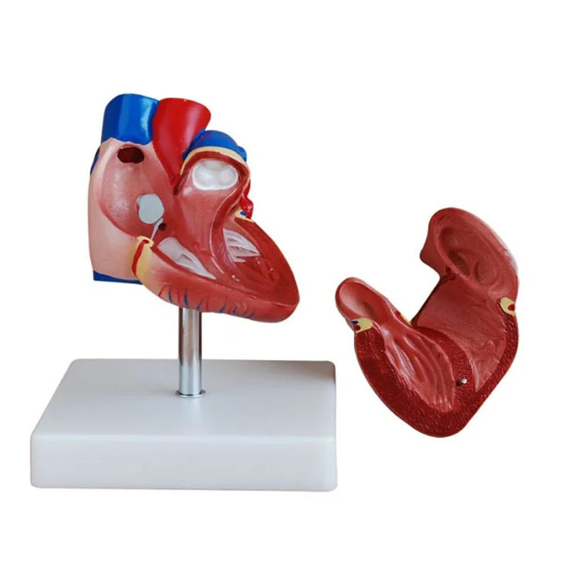 Medical life-size heart anatomy model education model