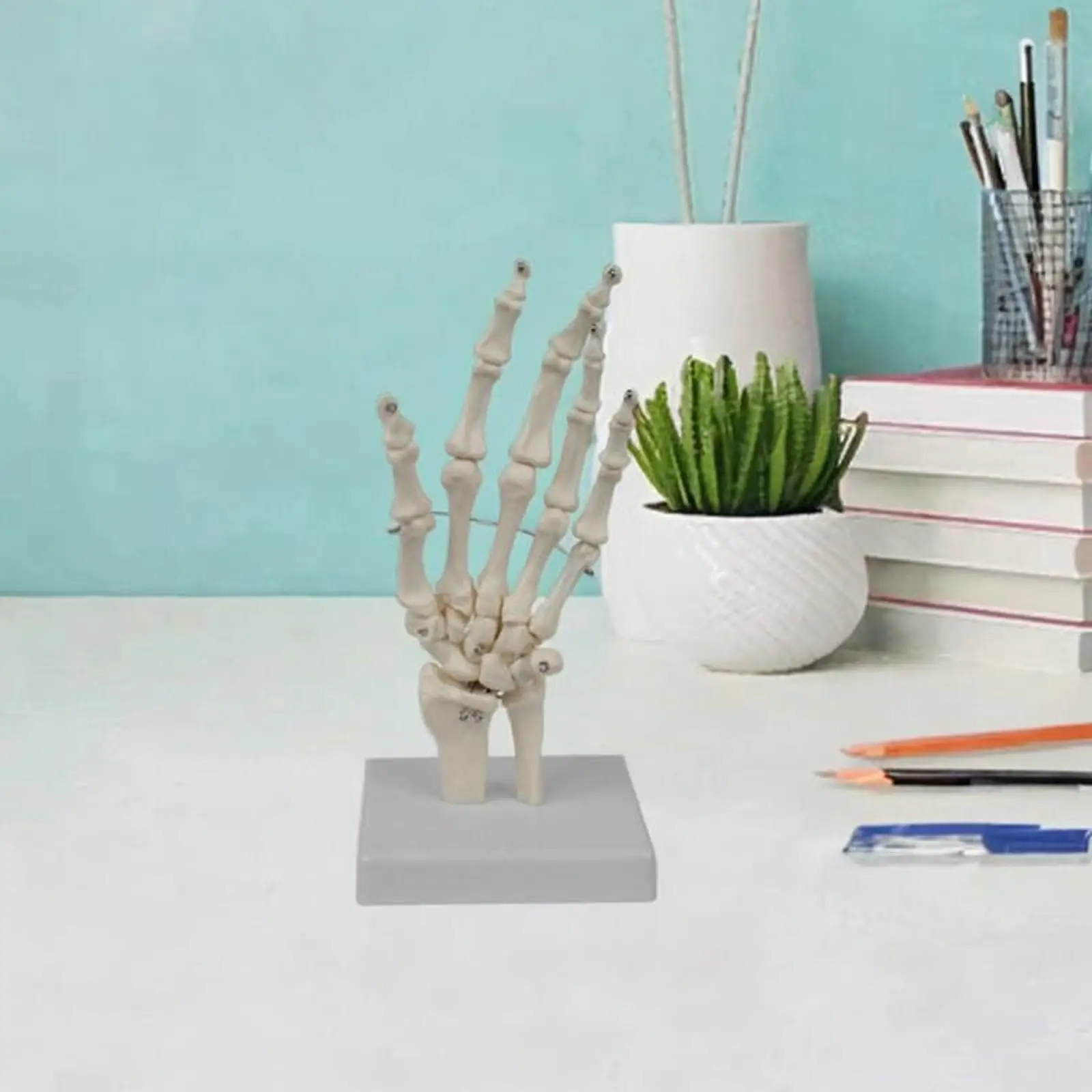 

Human Hand Model Practical Sturdy Educational Lightweight Teaching Tool for Research Teaching Explanation Learning Display