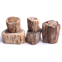 1000g Petrified Wood Branch Cross Section w Polished End - 35-75mm Info Card Mineral