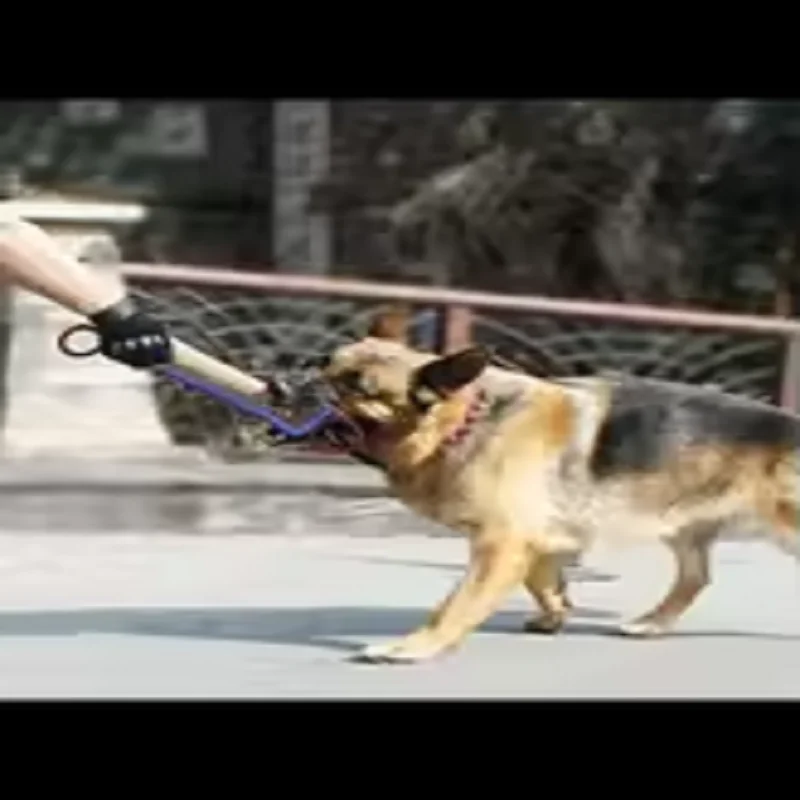 Thumbnail 4 - #67 Best Dog Chew Toys to Buy In 2026