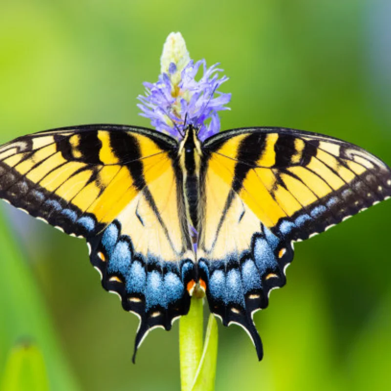 Opona gumowa super miękka z wyściółką z gąbki 1.9 / 2.2 cala 123mm do samochodów symulacyjnych w skali 1/10 TRX-4 SCX10 AXIAL 90046