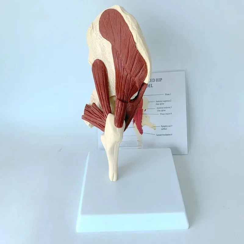 Life Size Human Hip Joint Anatomy Model Including Muscles, Bones, And Nerves Medical Teaching Demonstration Teaching Tool