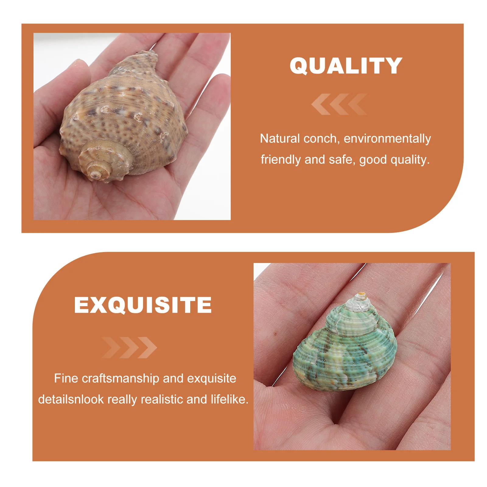 

1Set Natural Conch Decor Mini Fish Tank Aquarium Ornament Exquisite Realistic Detail Safe Nonpolluting Lifelike Home Tabletop