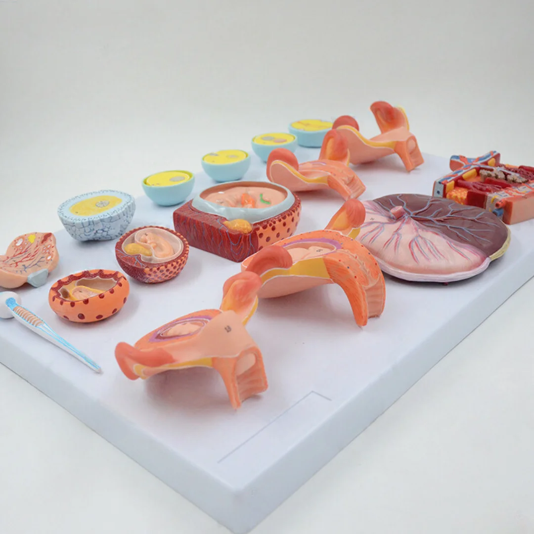 Demonstration Model of Human Fertilization and Early Embryogenesis Medical Science Embryo Simulator for Obstetrics Gynecology Fa