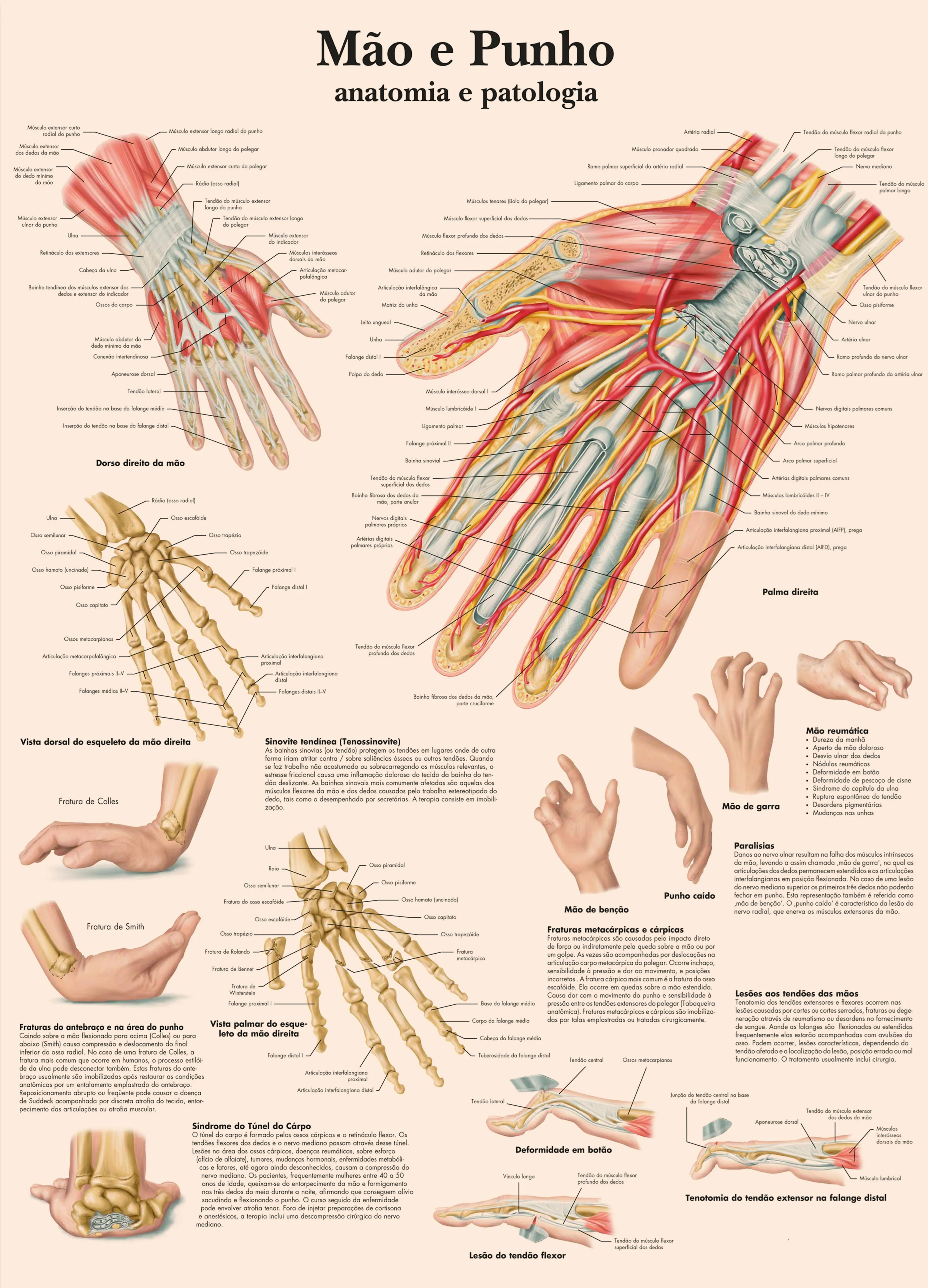 Human Musculature, Brain, Knee Joinrt, Foot Joints, Hand Wrist, Skull Posters Prints (Portuguese) Human Anatomy Wall Art Sticker view 6