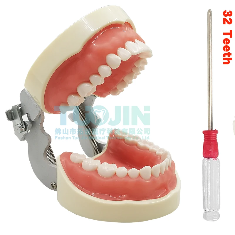 Dental 32 Removable Soft Gums Tooth Model Dentist Veneer Teeth Preparation Orthodontic Student Oral Teaching Practice Product