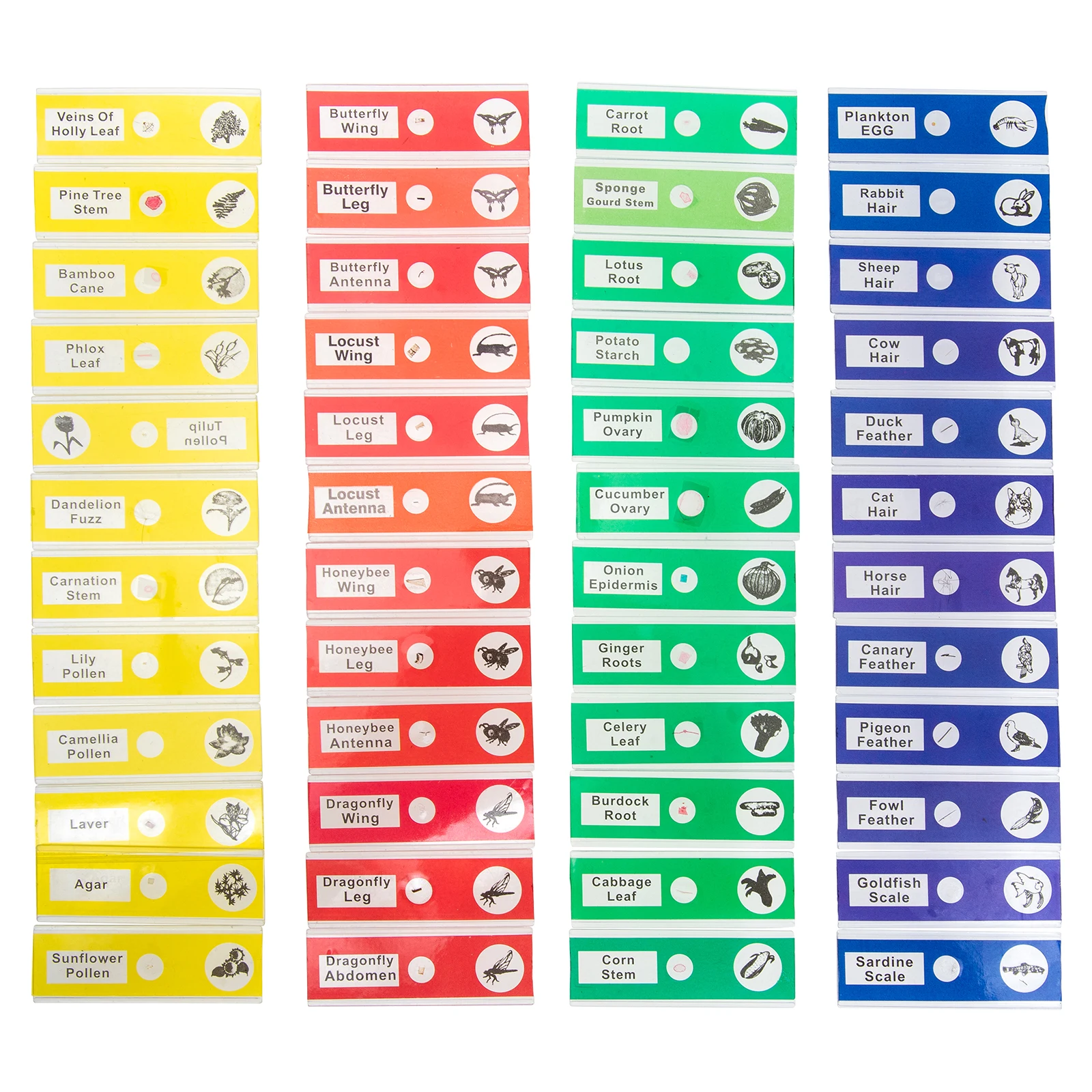 

48 Pcs Microscope Slides Specimens Labeled English Kids Student Glass Kit Prepared Biological Assorted Collection Instruments