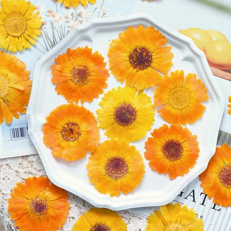 12 Uds., flores secas prensadas de caléndula Real, espécimen de planta para decoración de marcos de fotos, funda de teléfono epoxi, suministros para manualidades de calcomanías