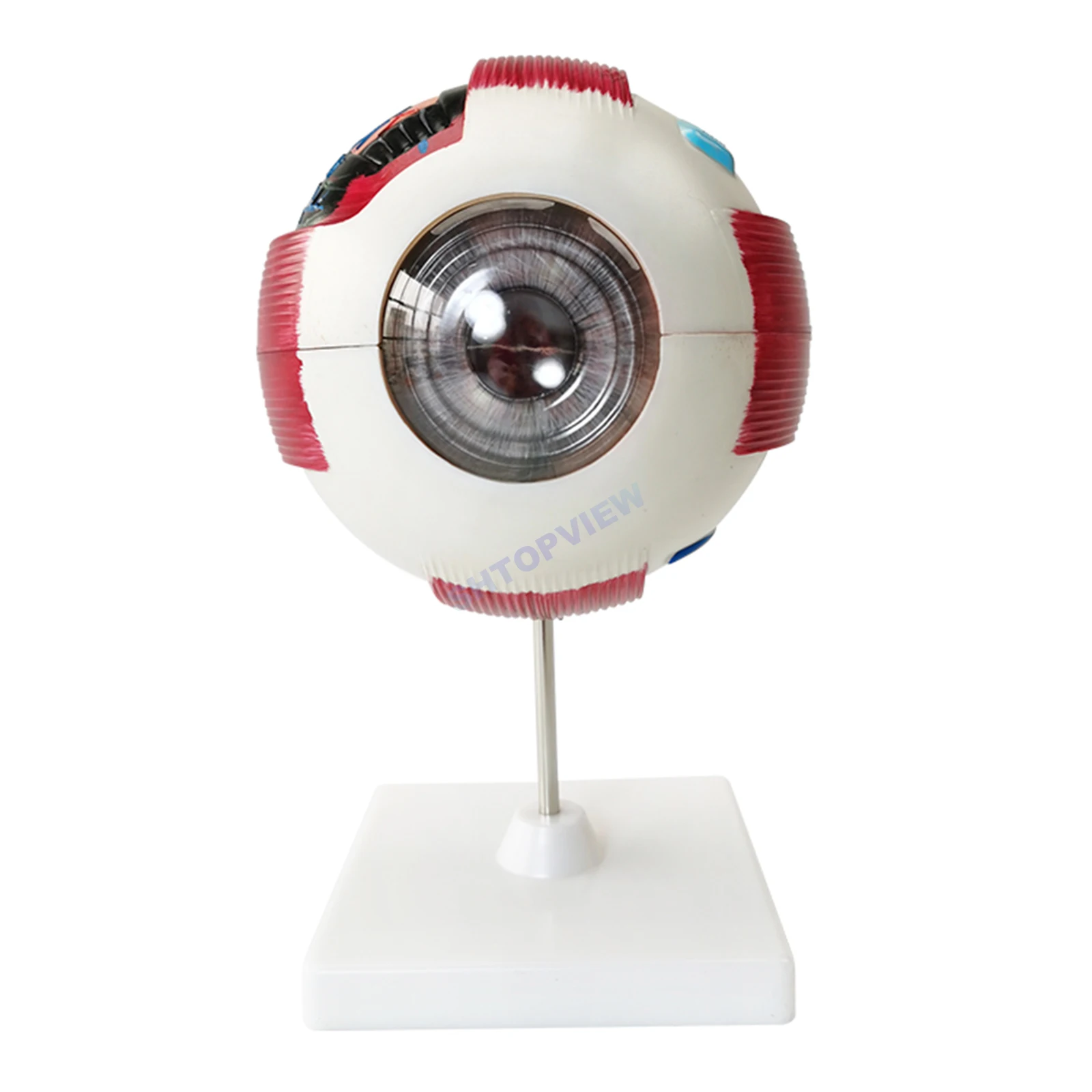 LTB-M1 Anatomical Eyeball Model Ophthalmology Human Eye Enlargement Optics Instruments
