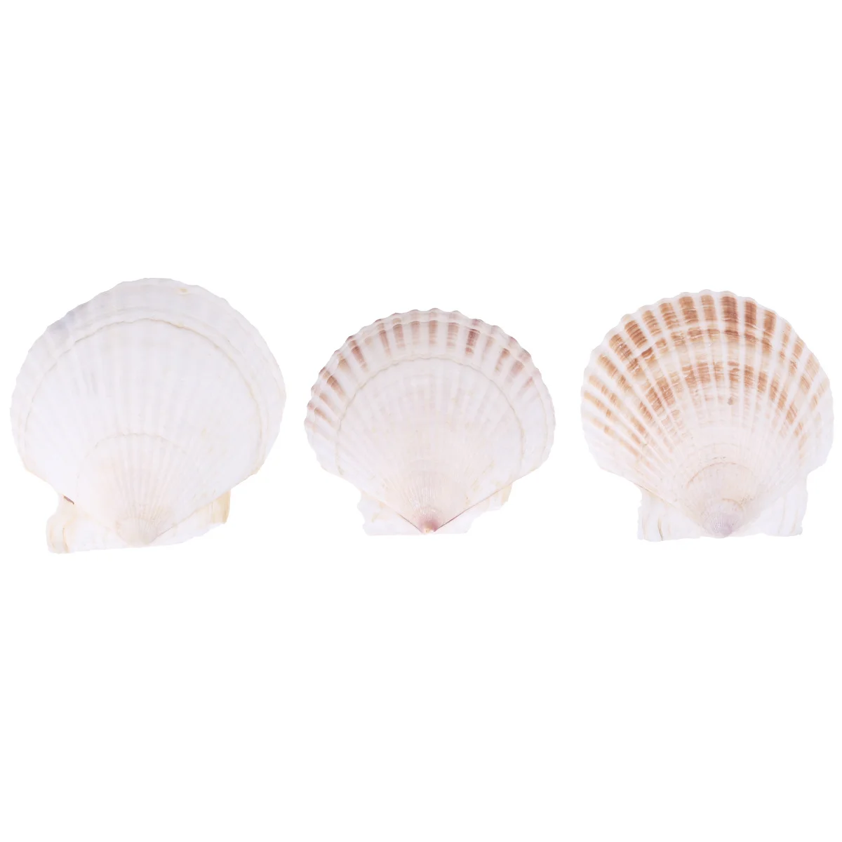 

3Pcs White Scallops Fish Tank Ornament Aquarium Decoration Natural Environment Enhance Fish Tank Scenery Safe Aquarium Ornament