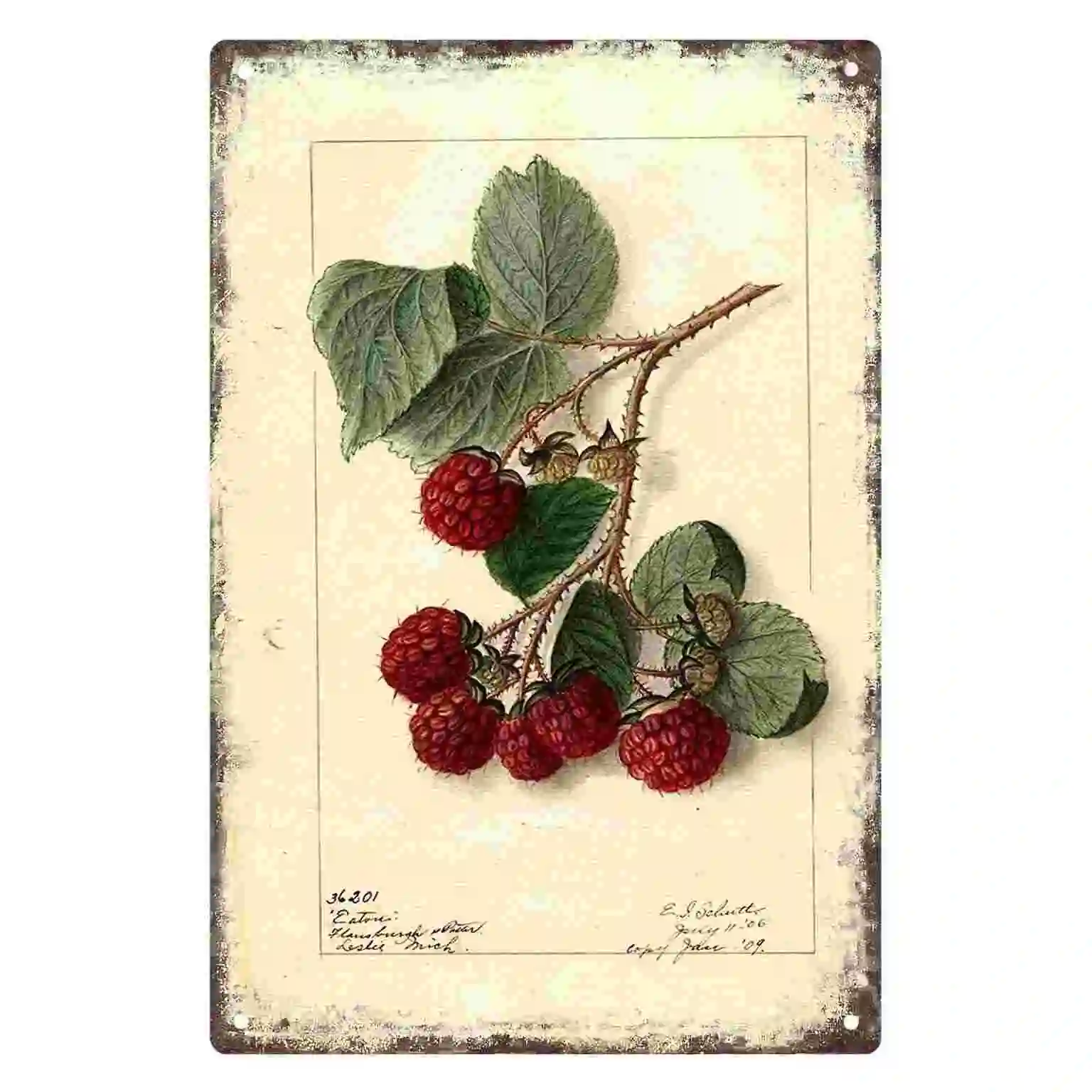 2D FLAT 1pc Botanical Raspberry Vine Metal Wall Sign Decoration for Home Cafe Garage Bedroom Porch And Garden