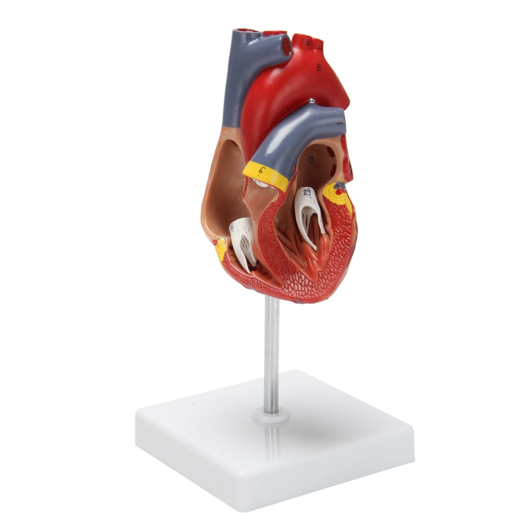 Delicate Texture-1: 1 Human Heart Model, Anatomically Accurate Heart Model Life Size Human Skeleton Anatomy For Science Classroo