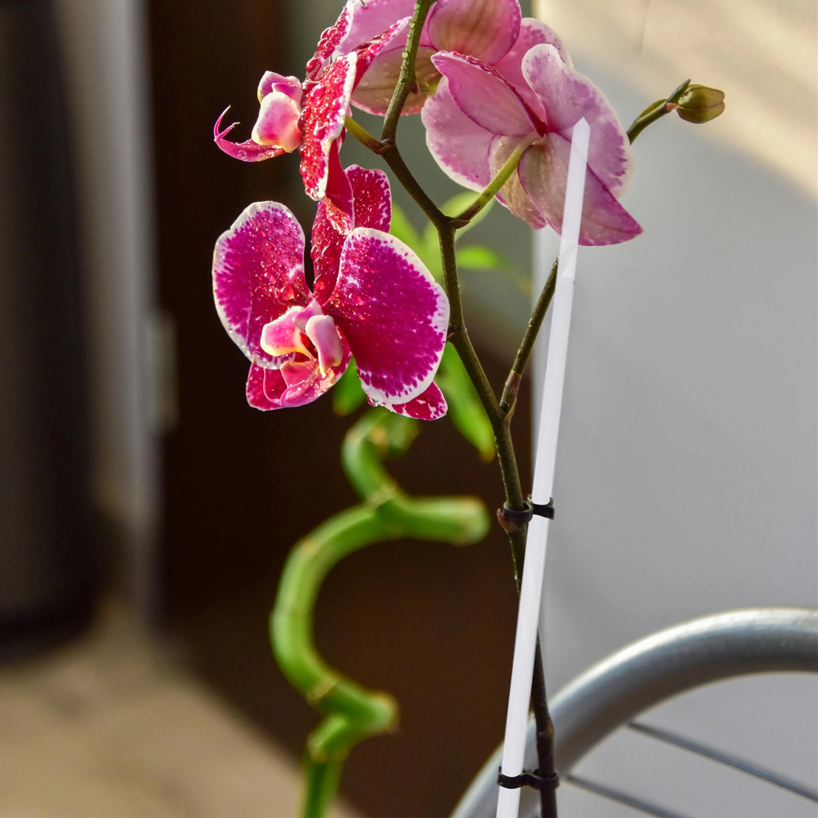 

16 Pcs Plant Stakes Acrylic Transparent chid Sticks Small Clear Supports for Plants Climbing Decor Durability