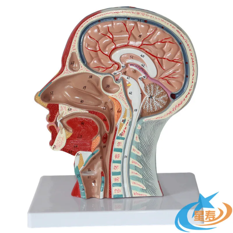 Head midline sagittal section with vascular and neural model Head anatomical model Brain model