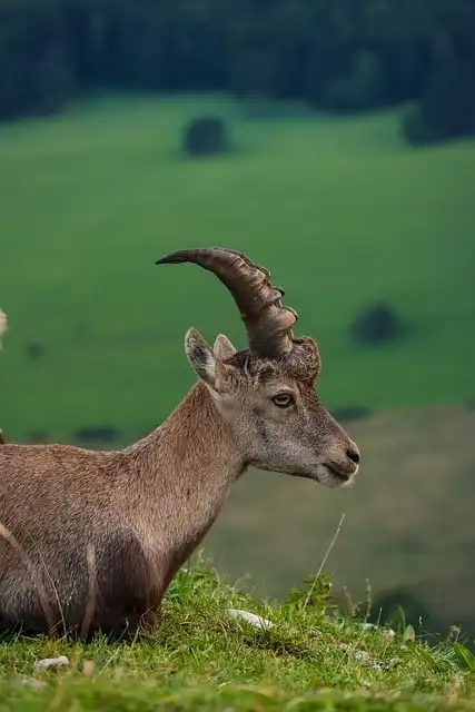 

Радиопередатчик SIYI FT24 2,4 ГГц, 12 каналов, дальность 15 км, с мини-приемником FR/FR Mini OTA для внешних систем R9M/TBS с поддержкой нескольких протоколов