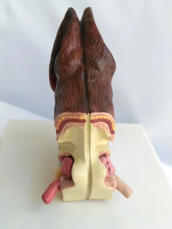 Dog Ear Anatomical Model Veterinary Science Teaching Demonstration