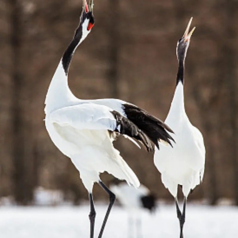 

Aluminum Alloy Chassis Front and Rear Support Replacement ARA320555 for Arrma1/8 Kraton Outcast BLX 6s RC Car Metal Upgrade Acce