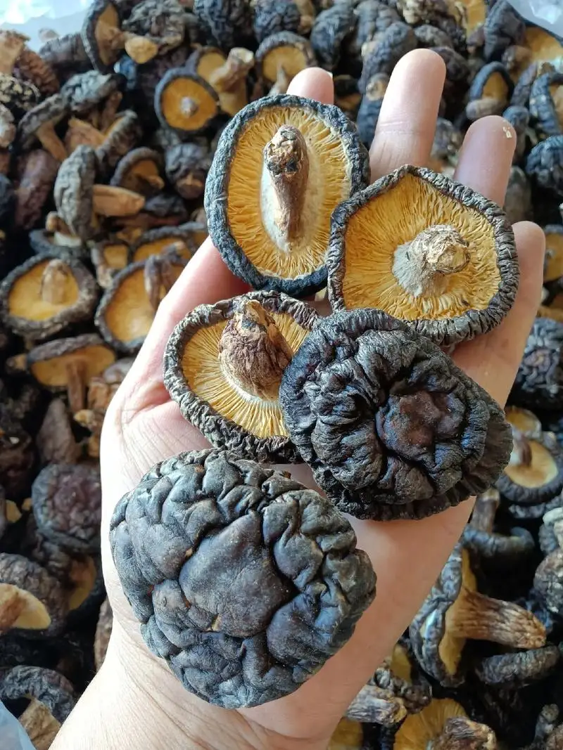 Аккумулятор для робота Ecovacs Deebot Ozmo 950 T5 T8 T9 Aivi T10 T20 X1 Omni DX93 DX96 DBX11 DX65 Аккумулятор для робота Ecovacs Deebot Ozmo 950 T5 T8 T9 Aivi T10 T20 X1 Omni DX93 DX96 DBX11 DX65