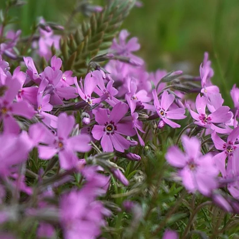 

35T 8T Steel Differential Ring Gear Pinion Gear ARA310980 for ARRMA 1/7 MOJAVE 1/8 KRATON EXB RC Car Upgrade Parts Accessories