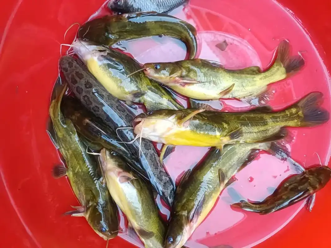 

Набор синхронизаторов конического двигателя коробки передач для 1/14 грузовика Tamiya, трактора, прицепа, обновленные детали