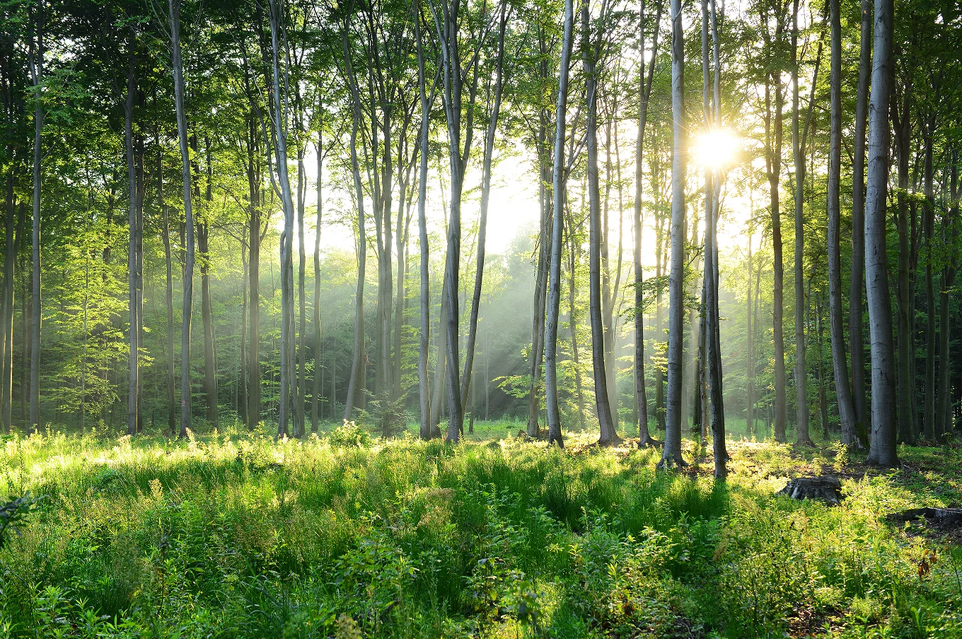 Tapete in Sondergröße Sunshine Forest Wandgemälde Heimdekoration Tropische Dschungelpflanze Blume dekorative Malerei 3D-Tapetenfotos