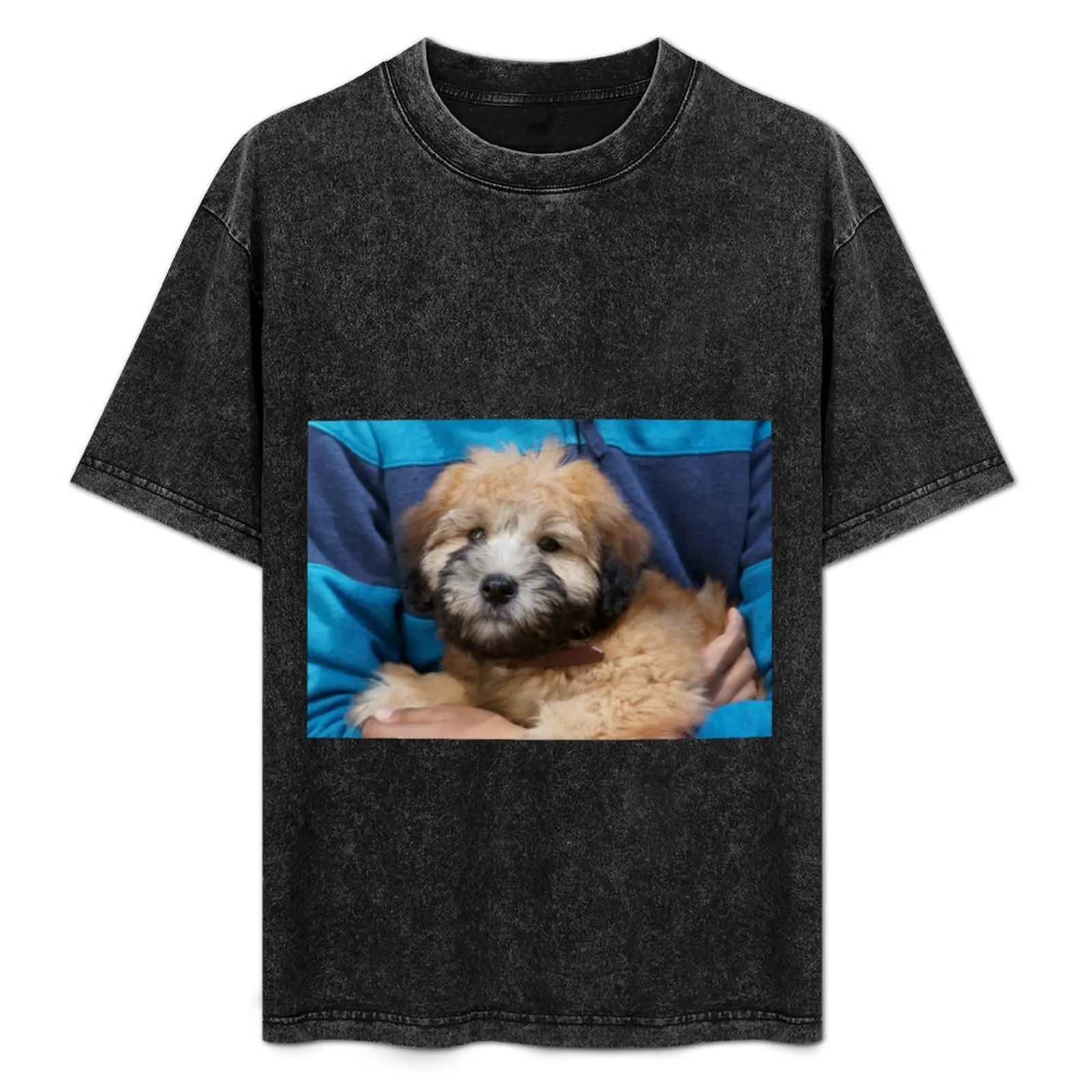 Soft coated Wheaten Terrier puppy dog. T-Shirt graphic shirts shirts graphic tee fruit of the loom mens t shirts