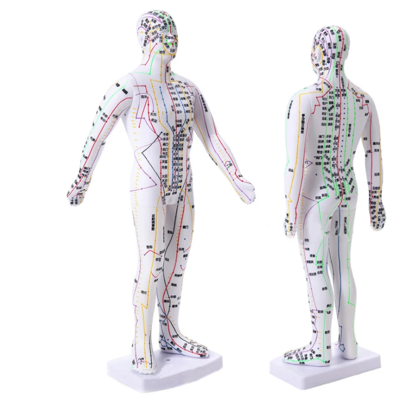 35cm Human Body Acupuncture Model Male Meridians Model Medical Science Teaching Resources Dropshipping